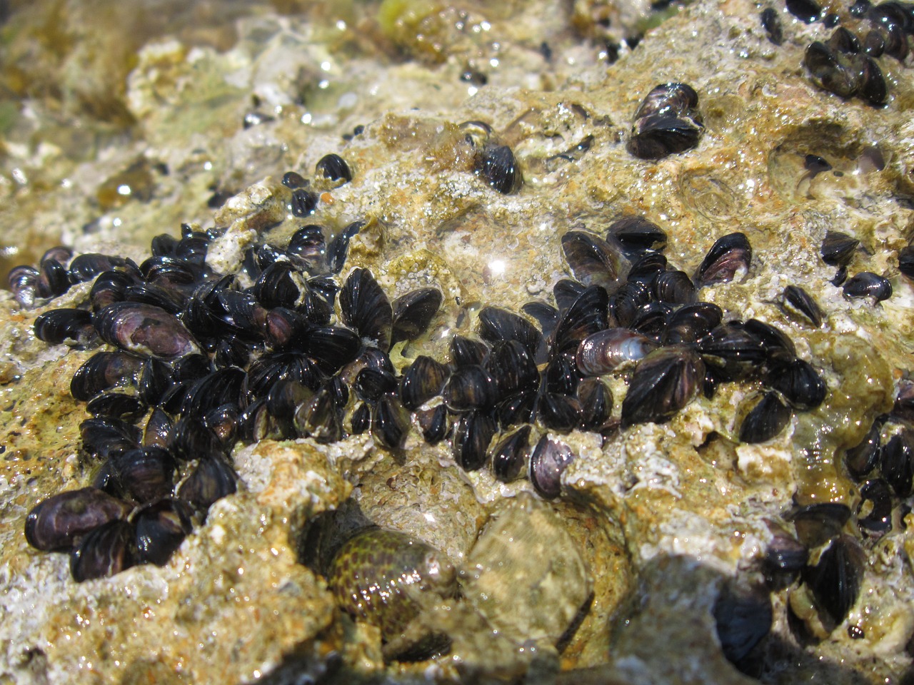 close mussels small free photo