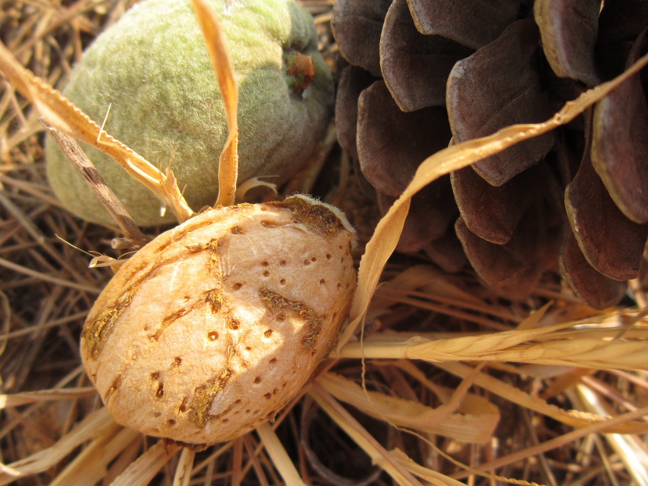 close almond shell free photo