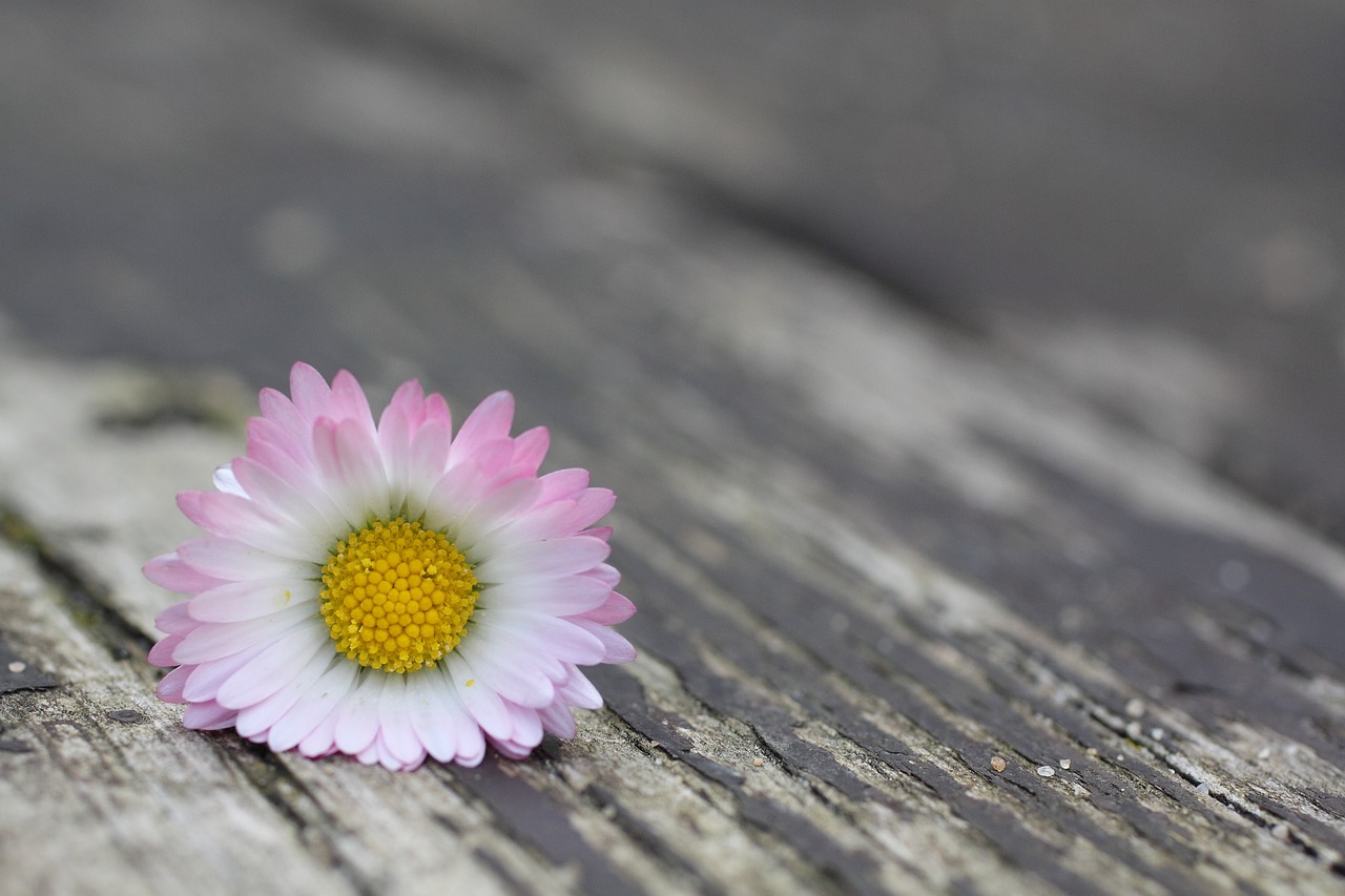 close daisy flower free photo