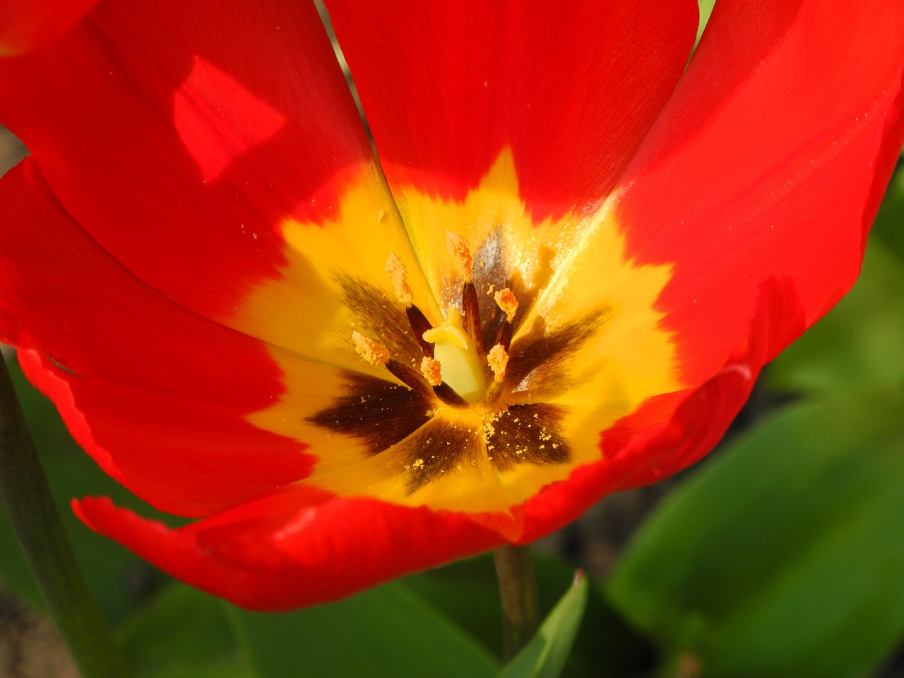 close early bloomer tulip free photo