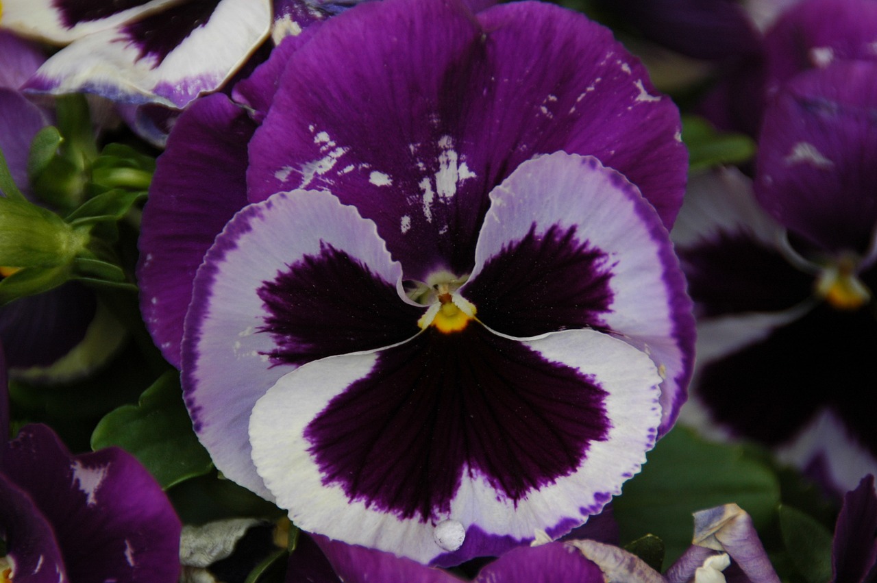 pansy flower purple free photo