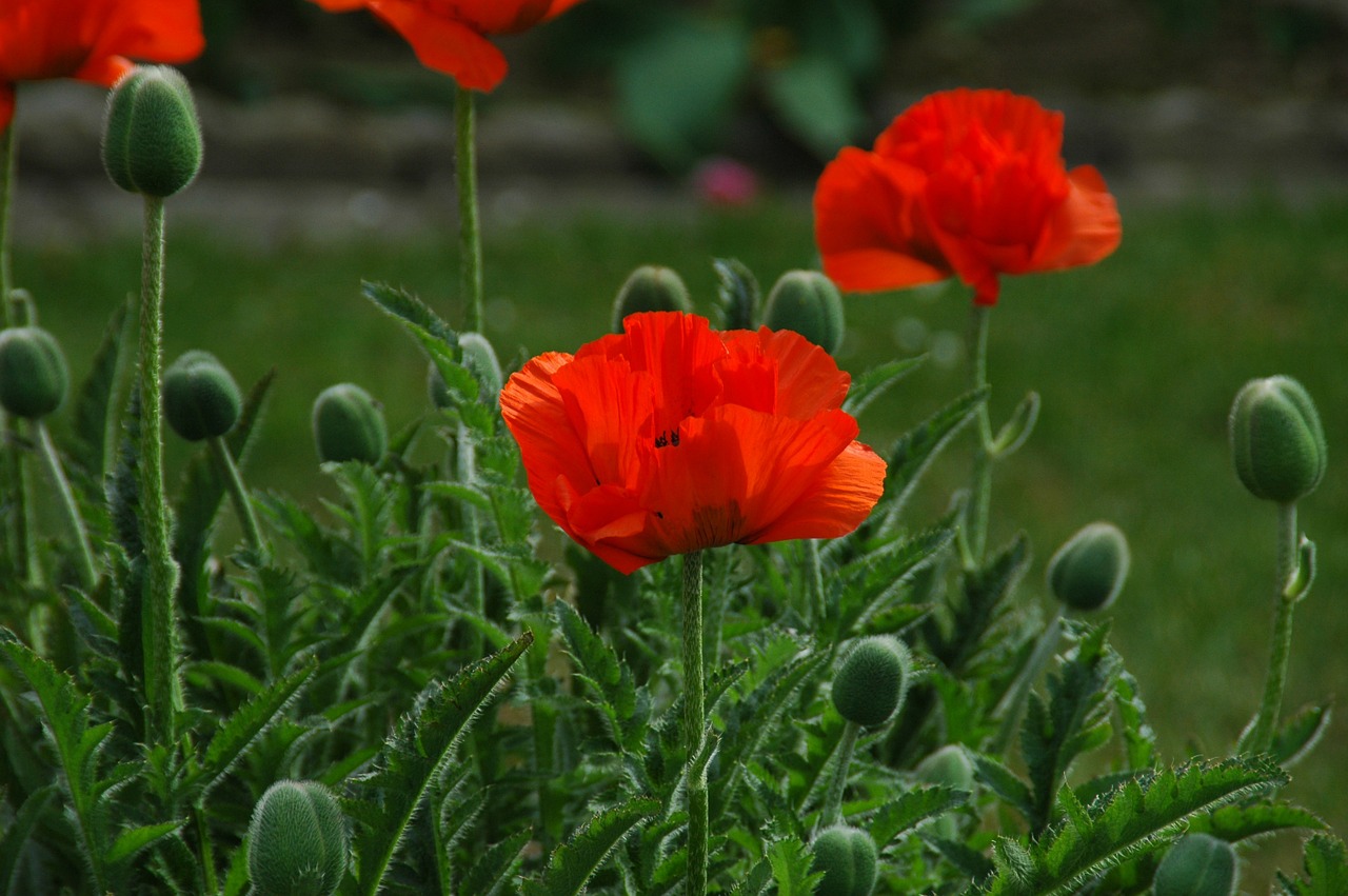 close klatschmohn plant free photo