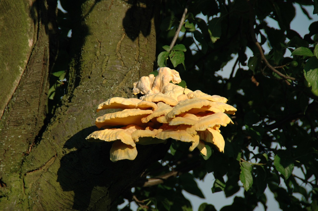 close tree fungus tree free photo