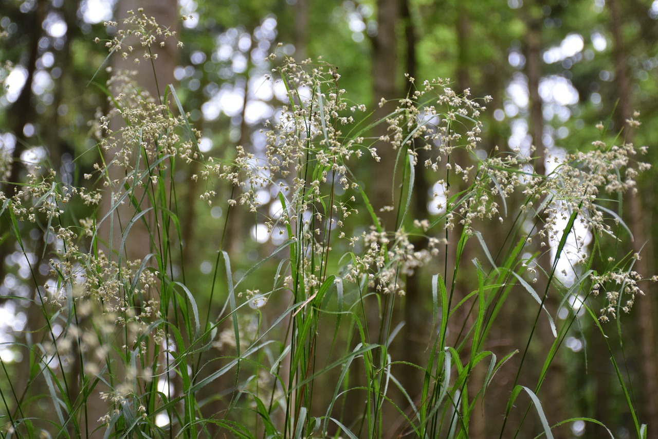 close forest grass sparkle free photo