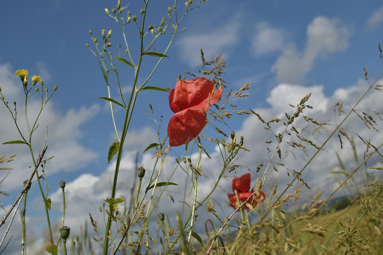 close klatschmohn cereals free photo