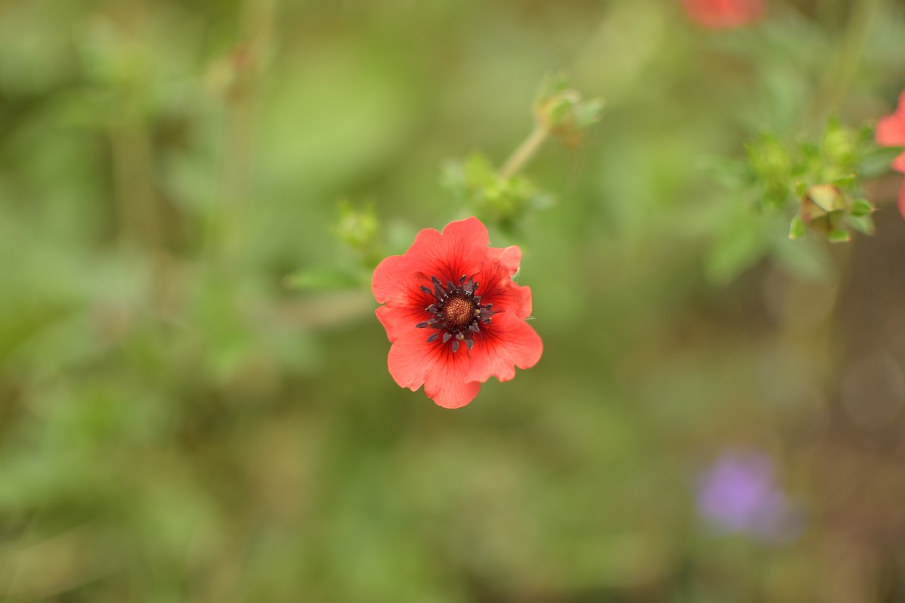 close ground cover blossom free photo