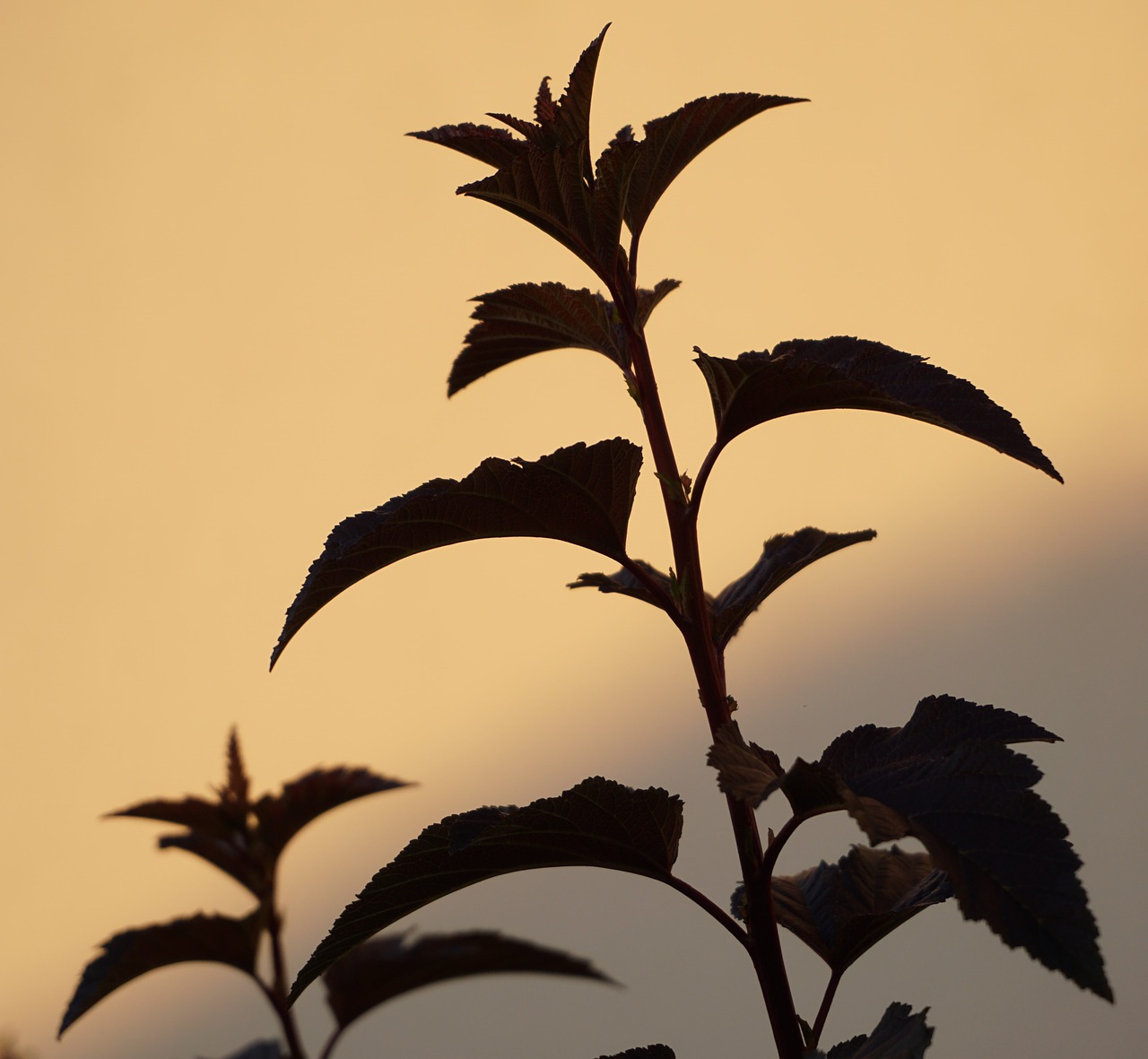 plant shadow bush free photo