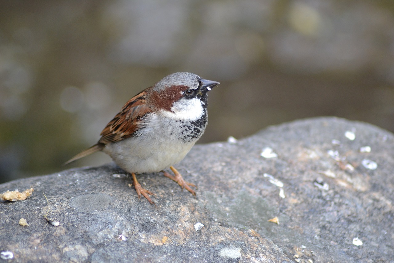 close bird sparrow free photo