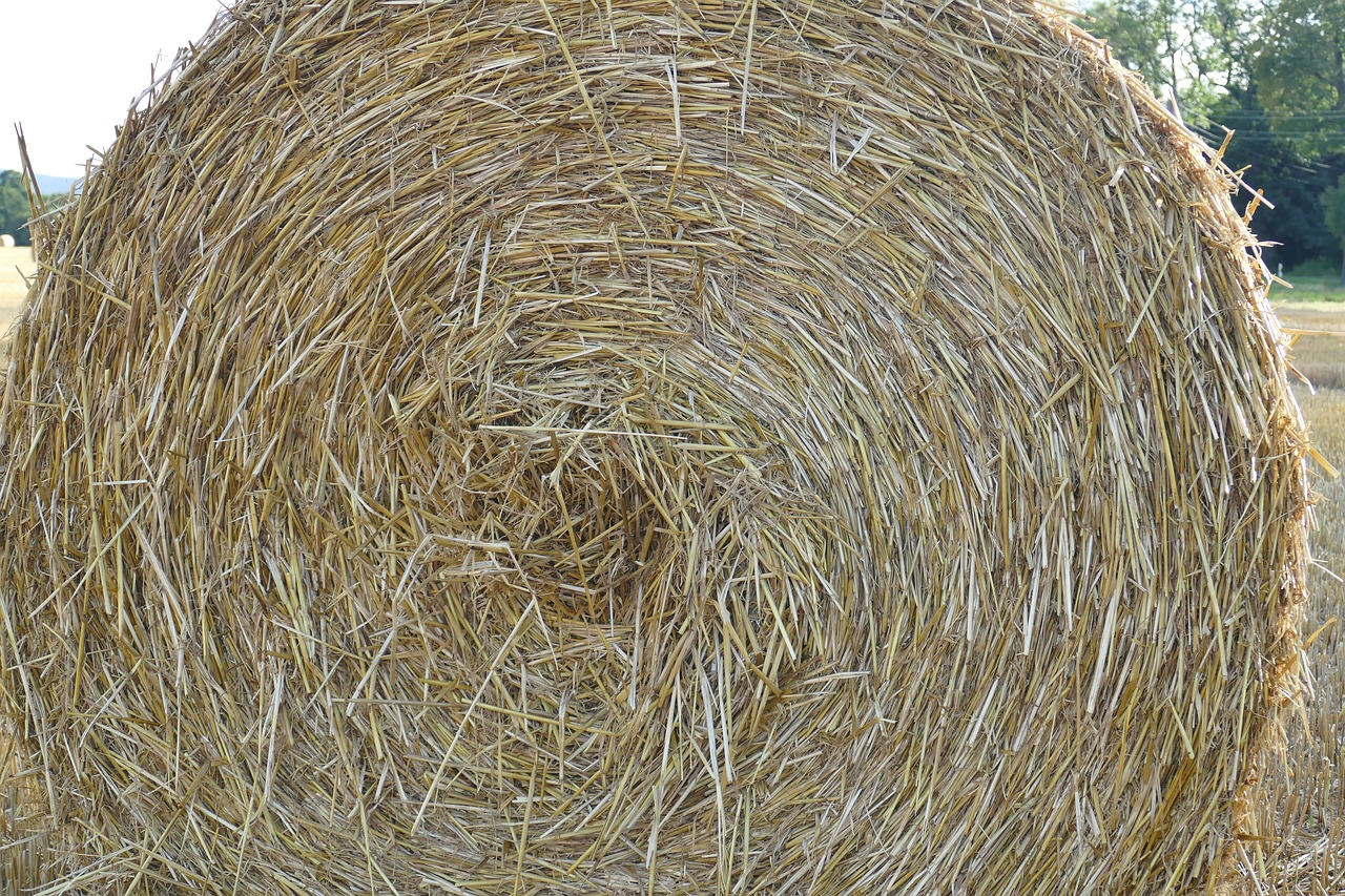 close hay bales arable free photo