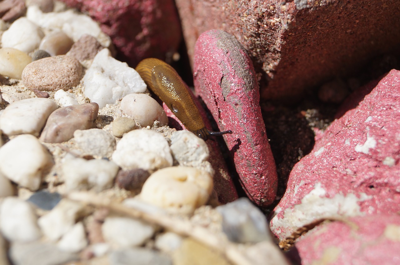 close snail stones free photo