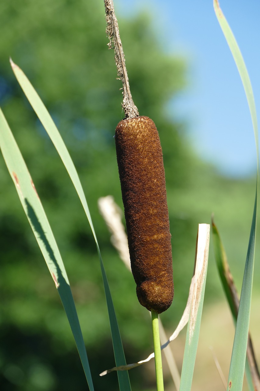 close reeds macro free photo