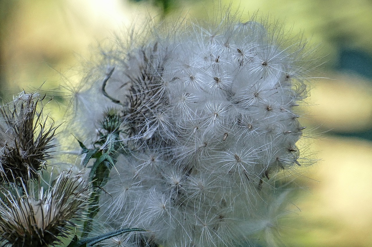 seeds flying seeds thistle free photo