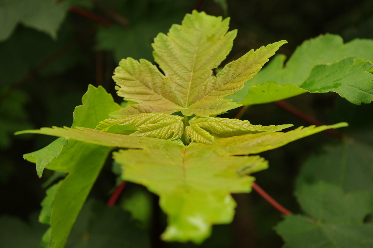 close green plant green free photo