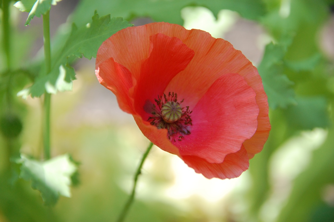 close flower poppy free photo