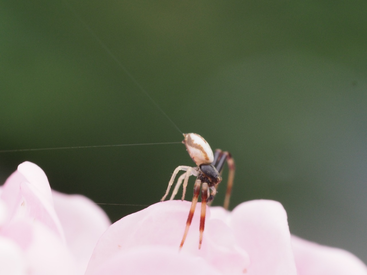 close macro insect macro free photo