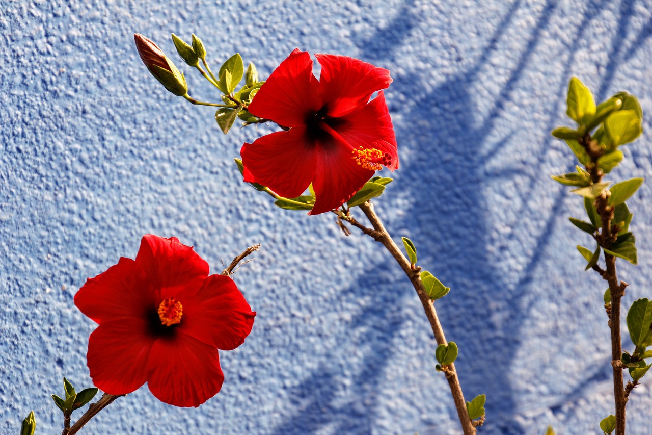 close blossom bloom free photo