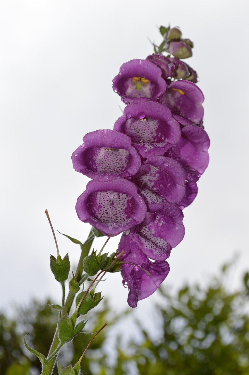 close flower plant free photo