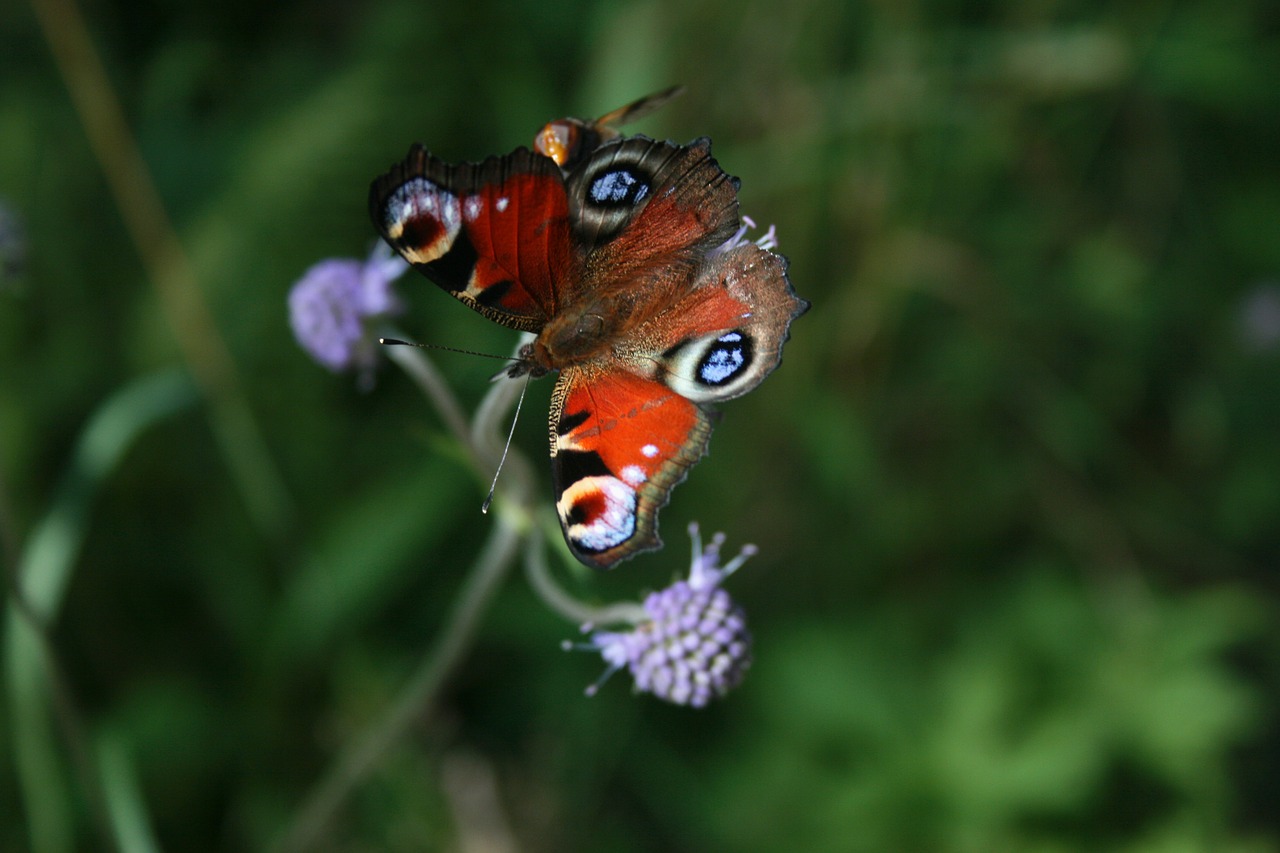 close peacock butterfly colorful free photo