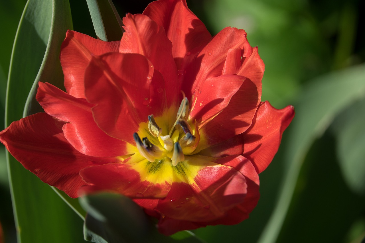 close yellow red tulpenbluete free photo