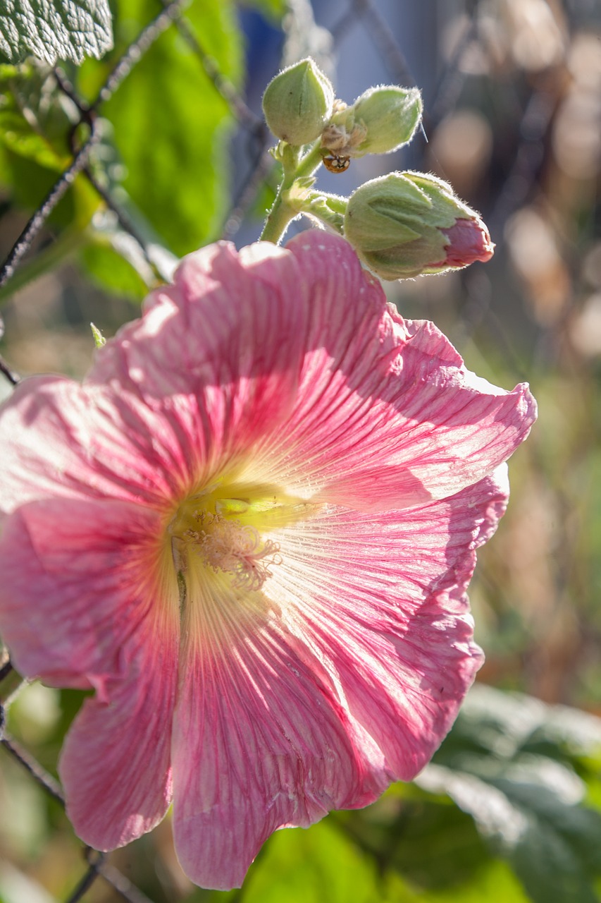 close blossom bloom free photo