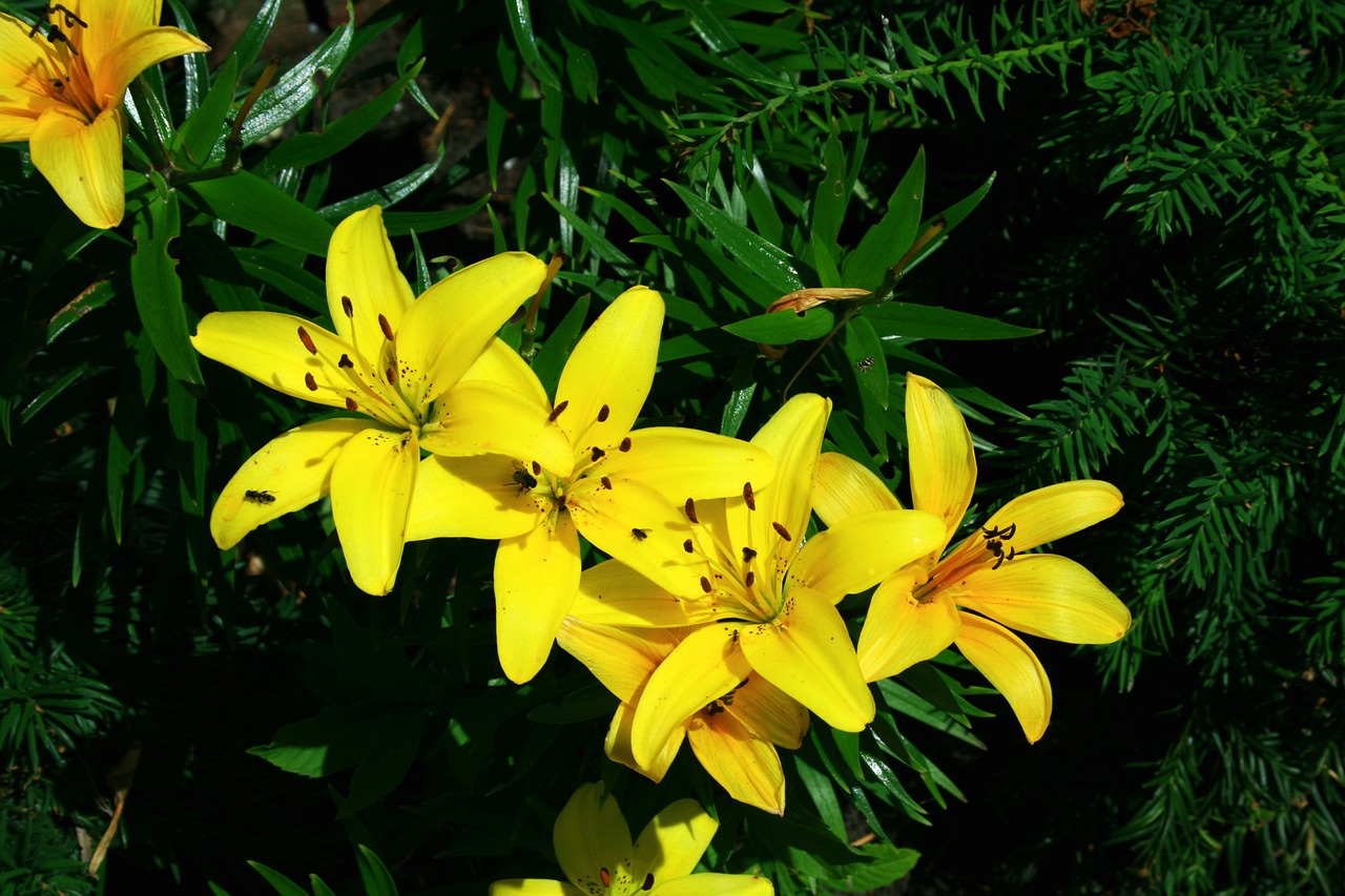 close beautiful flower yellow free photo