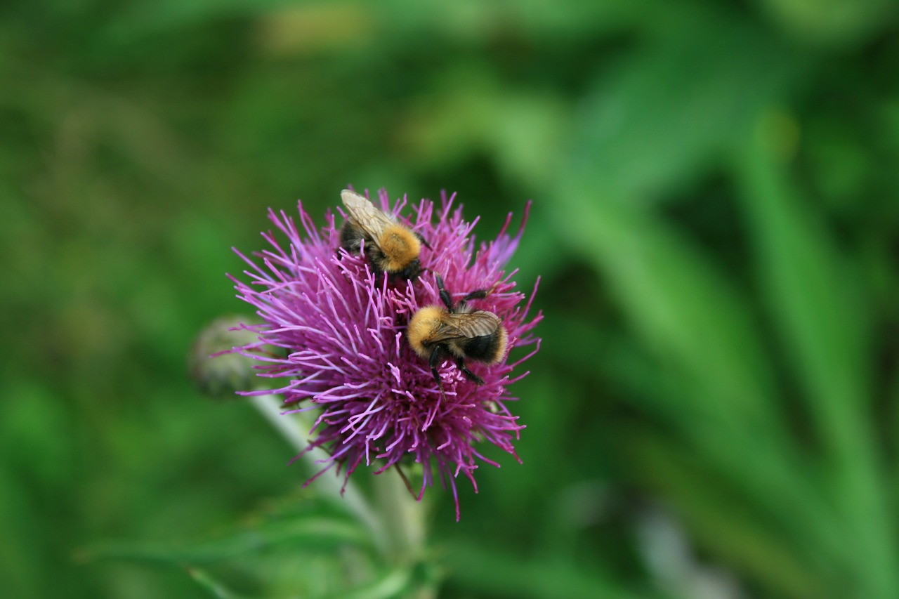 close pink flower insect free photo