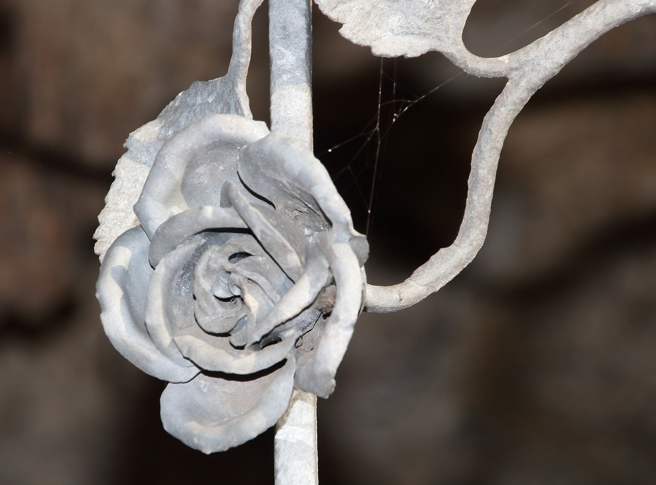 close up  flower  rose free photo