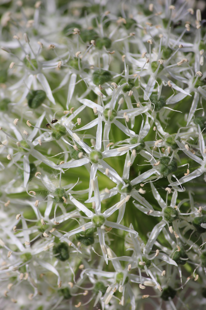 close up  flower  white free photo