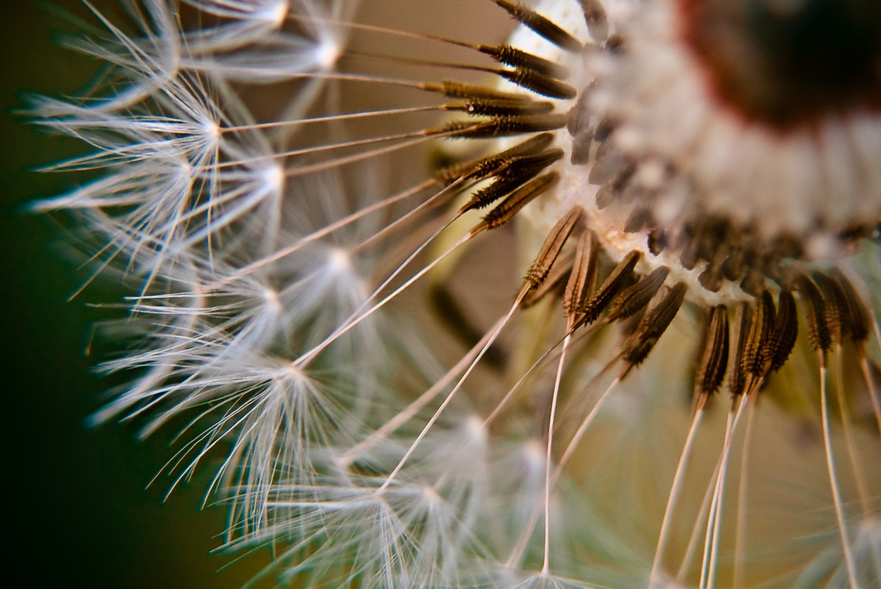 close macro detail free photo