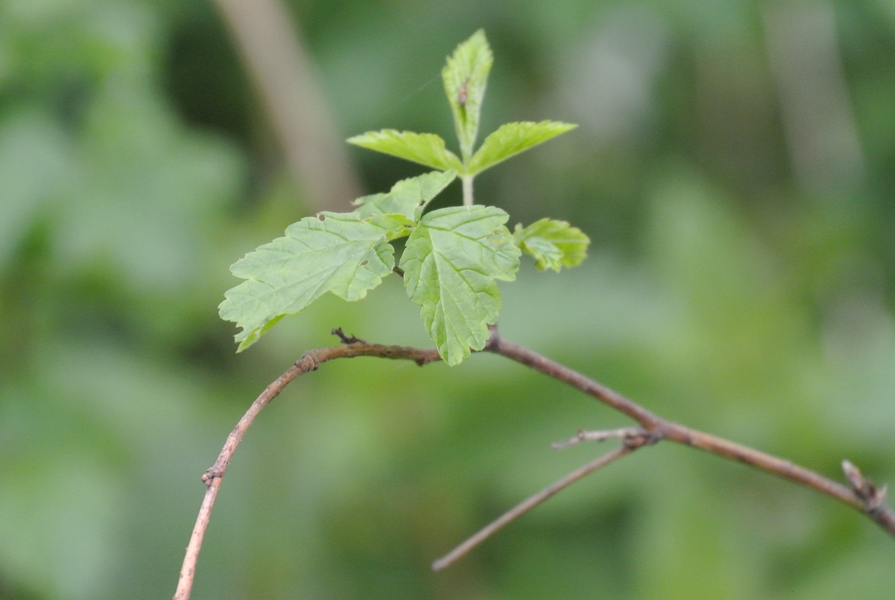 close leaf nature free photo