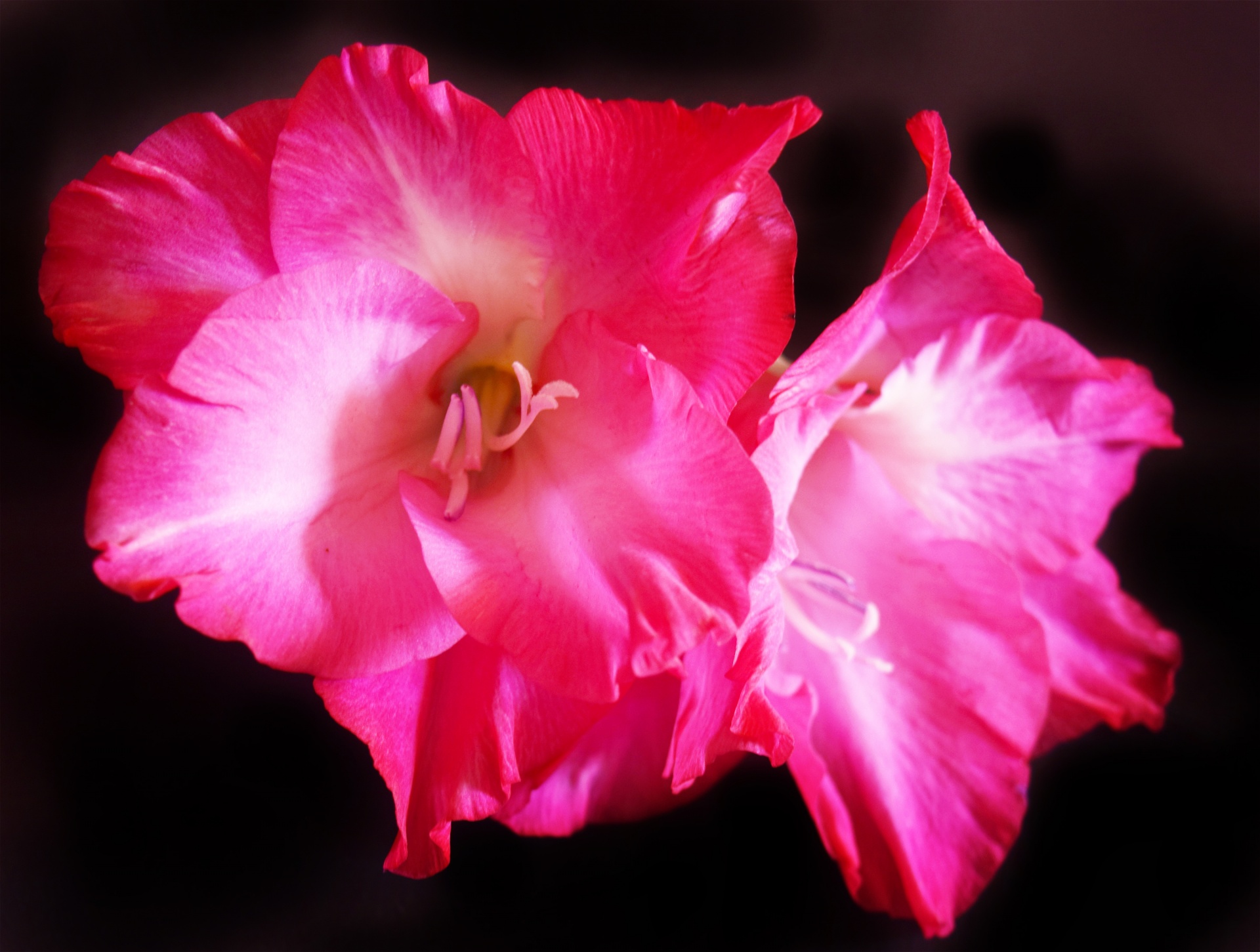 flower petals red free photo