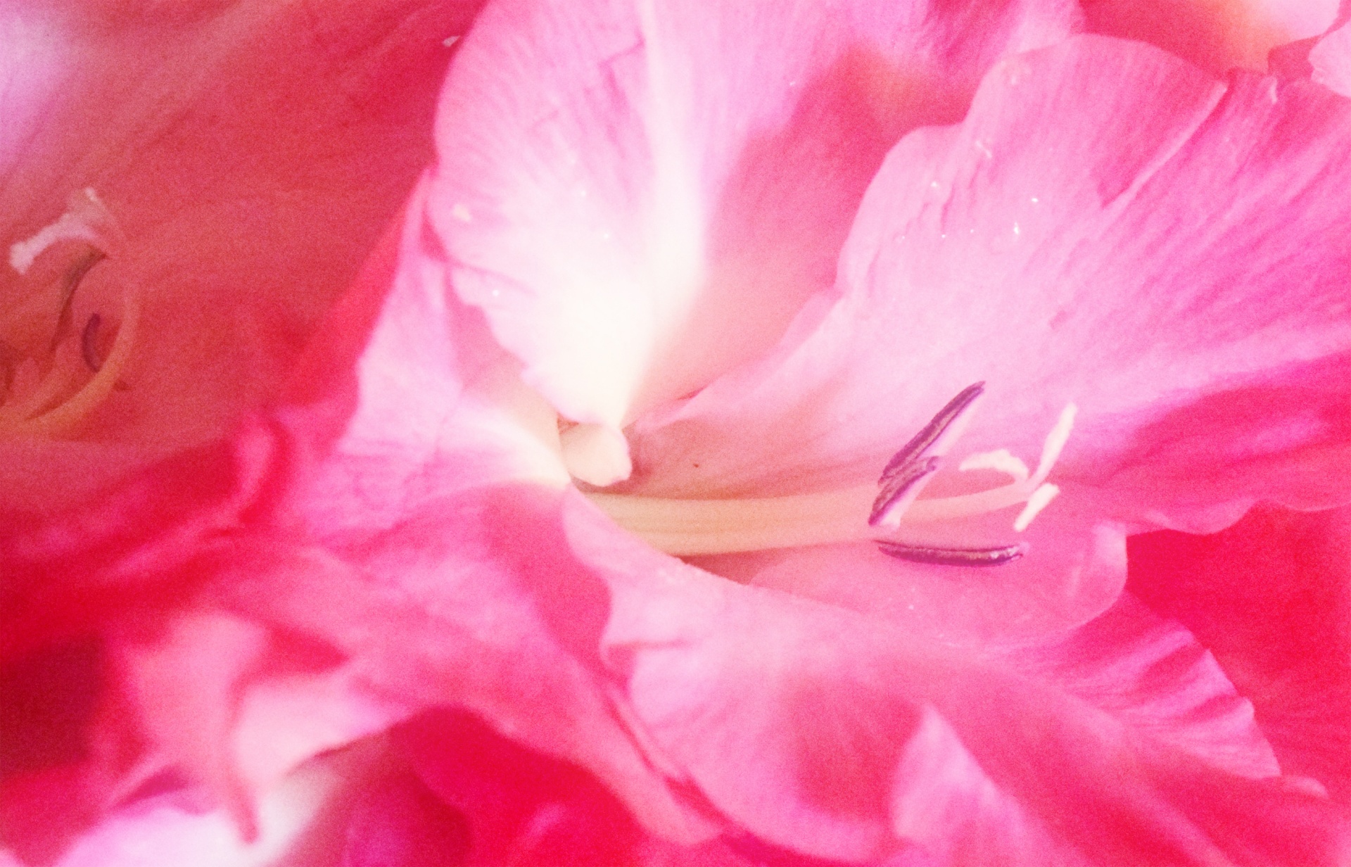 flower red pink free photo