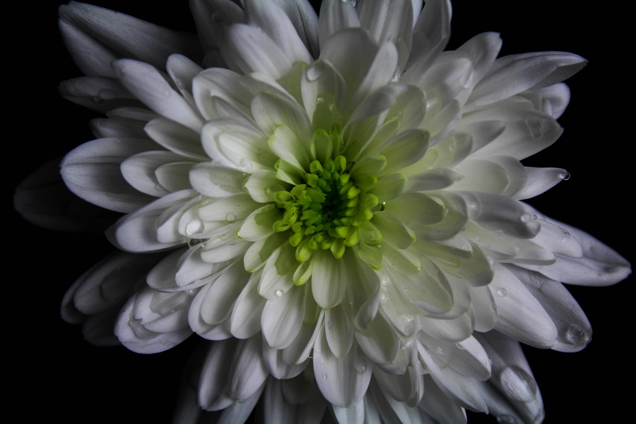 close up macro flower free photo