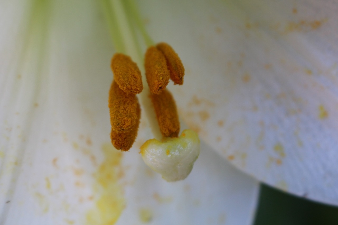 flower nectar petal free photo