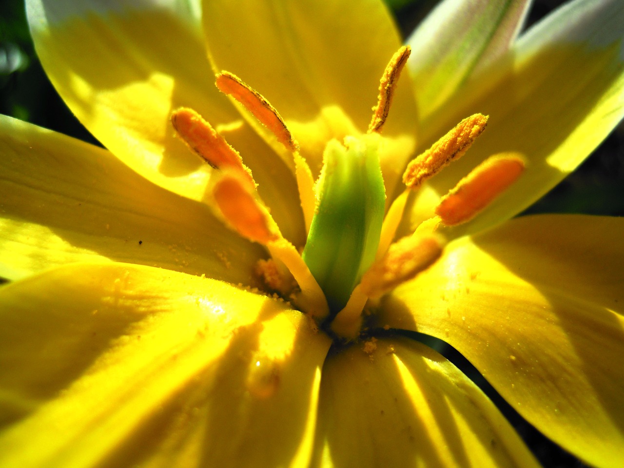 close up yellow flower free photo