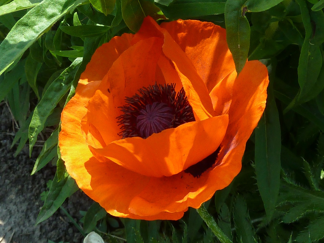 close-up flower orange free photo