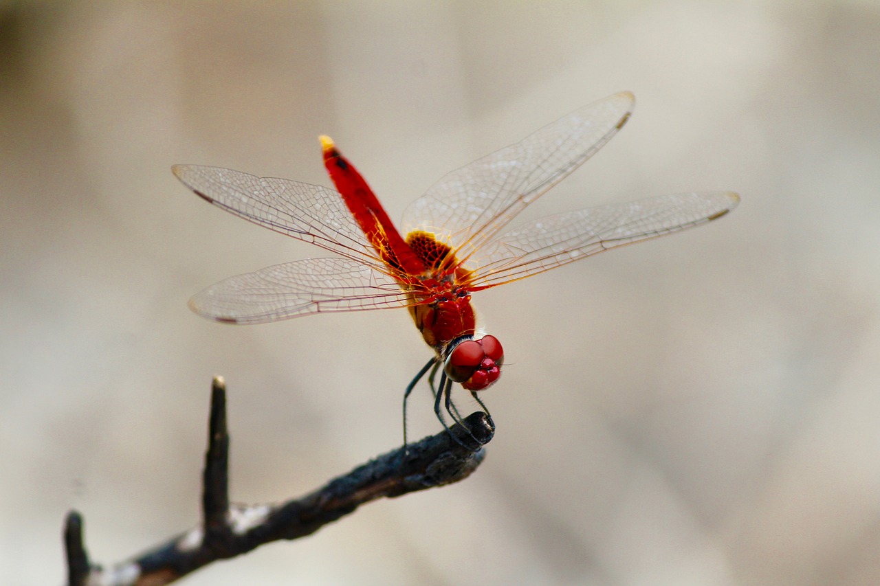 close-up dragonfly insect free photo
