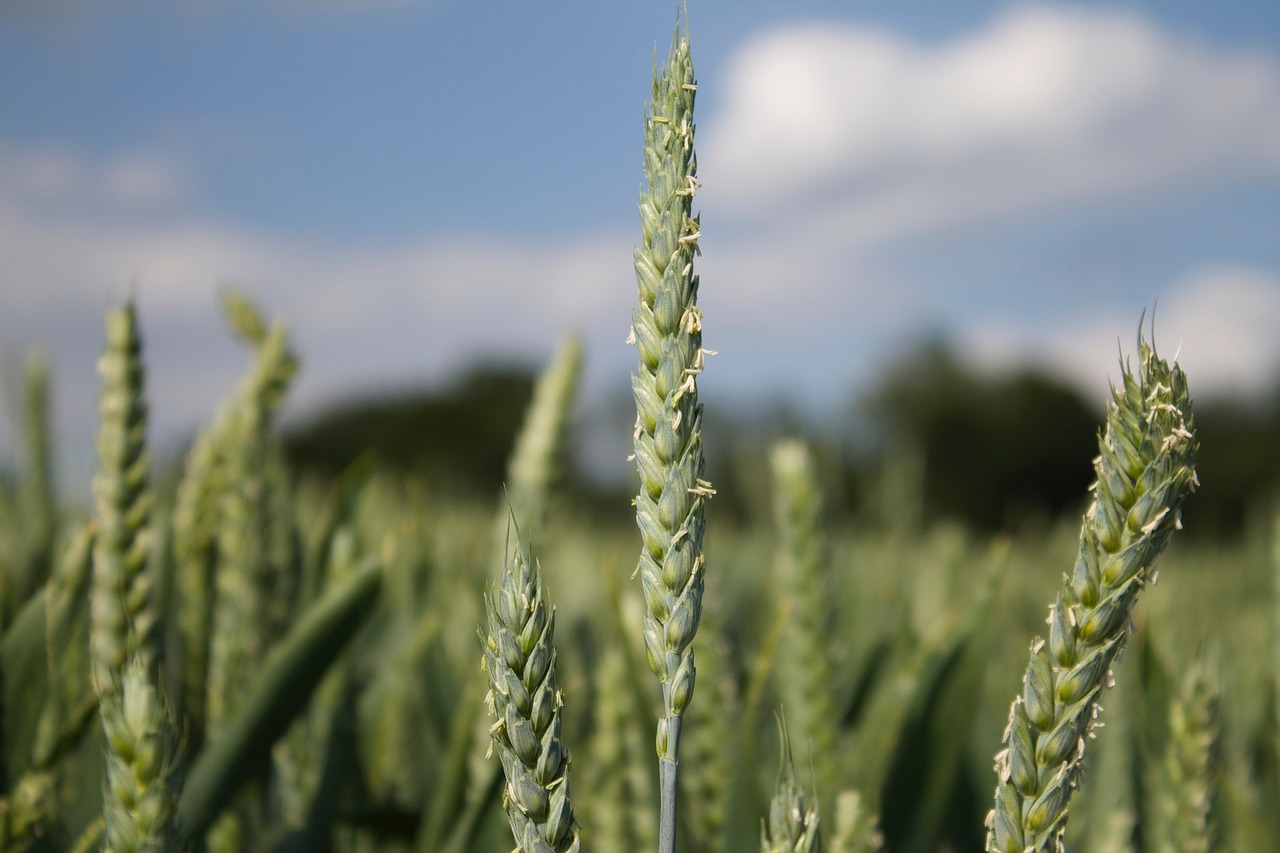 close up corn field free photo