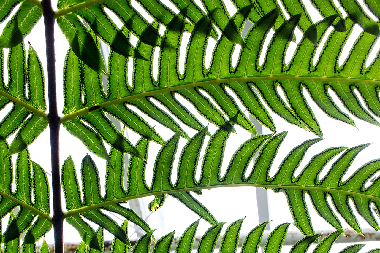 close-up leaves nature free photo