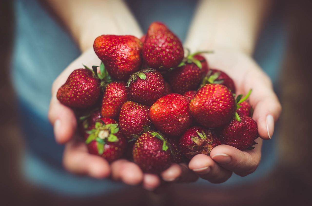 close-up food fresh free photo