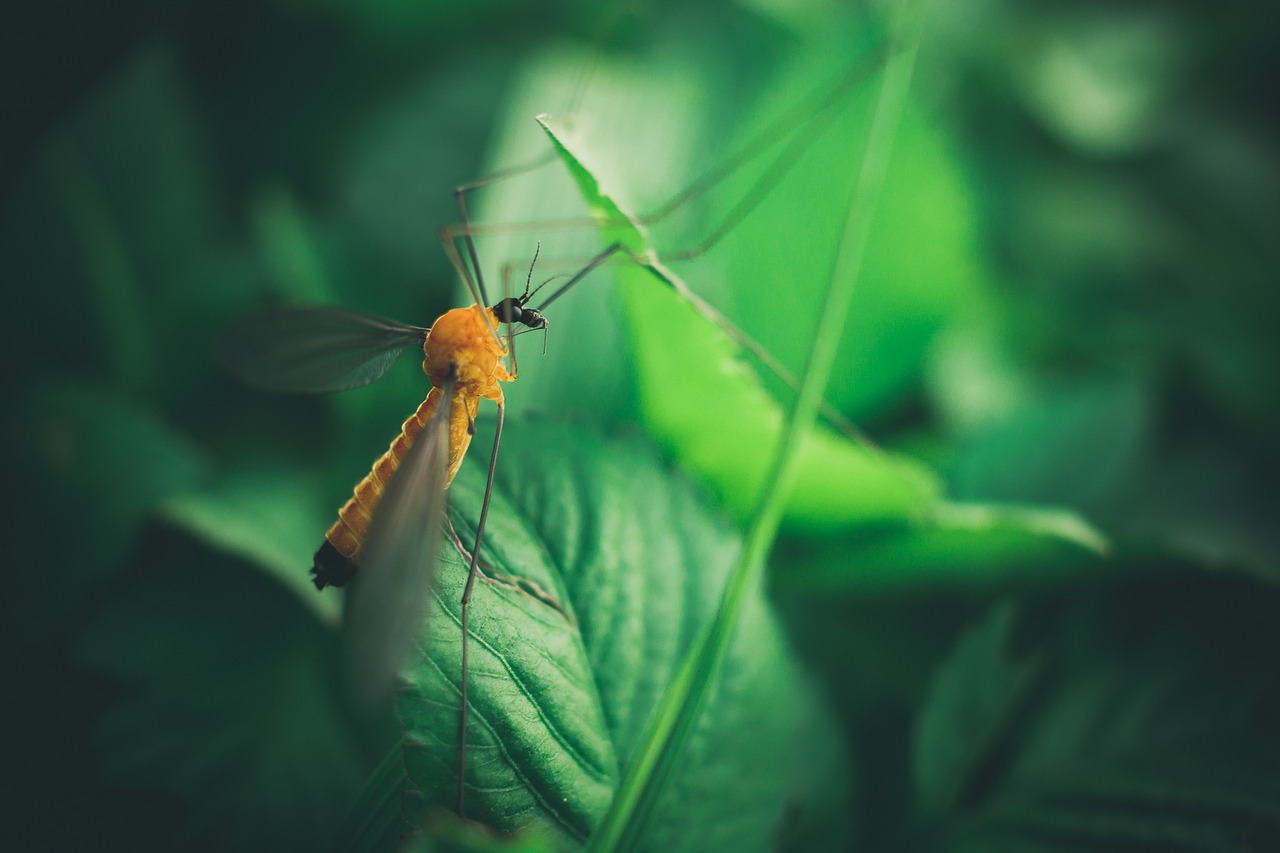 close-up green insect free photo