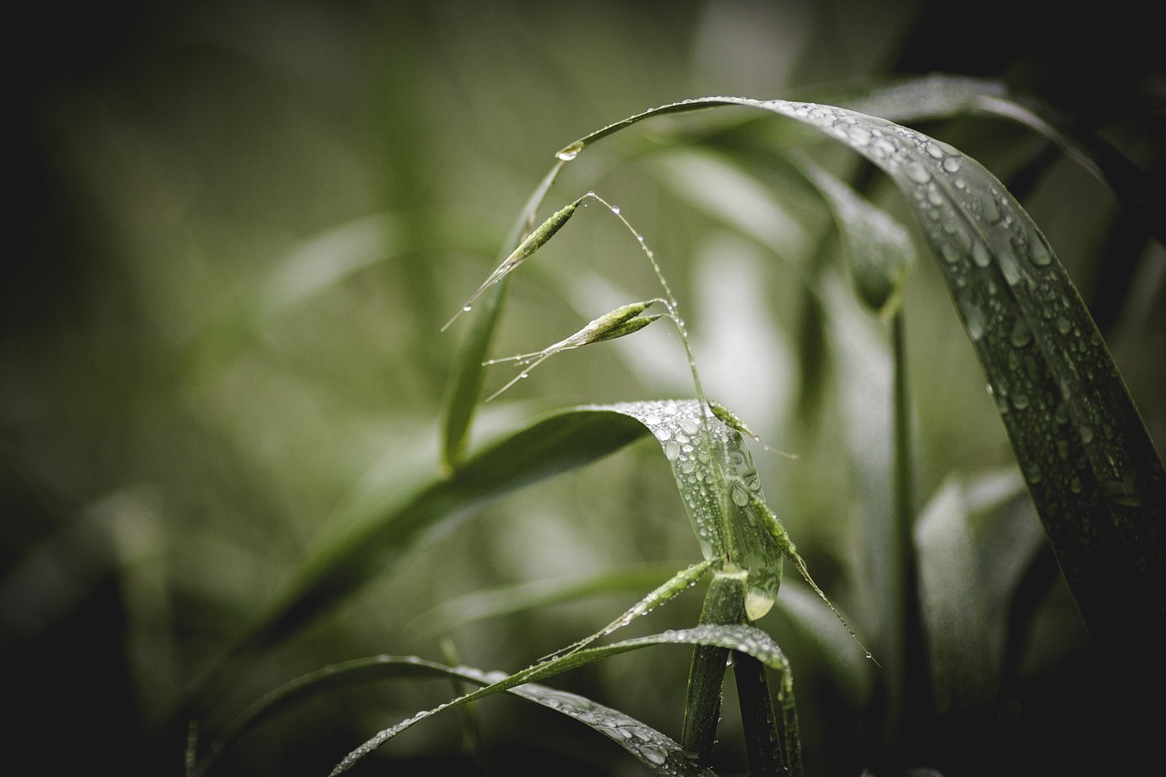 close-up depth of field dew free photo