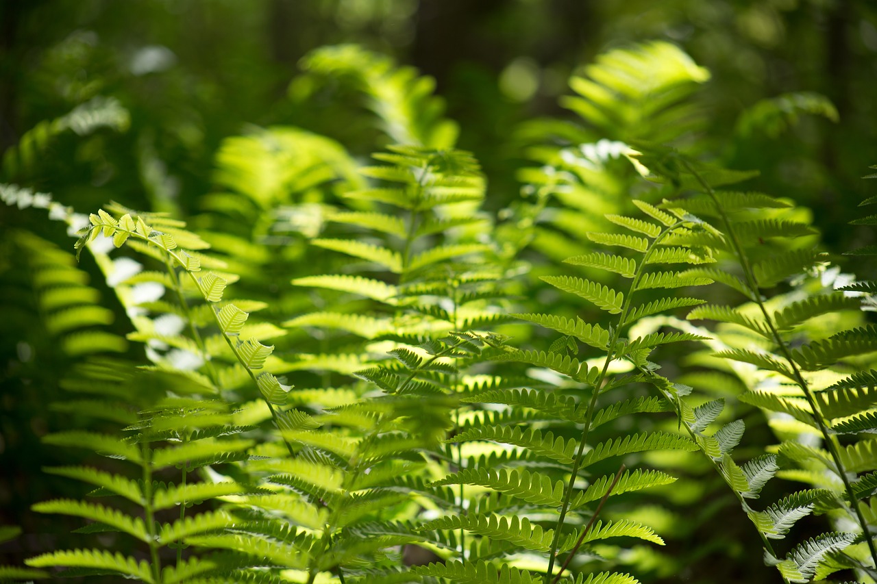 close-up leaves nature free photo