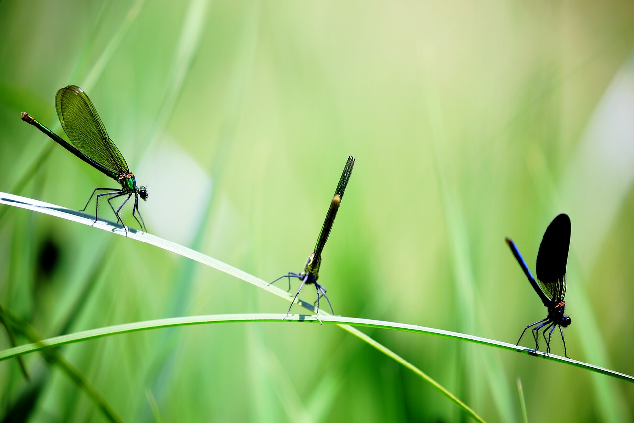 close-up damselflies insects free photo