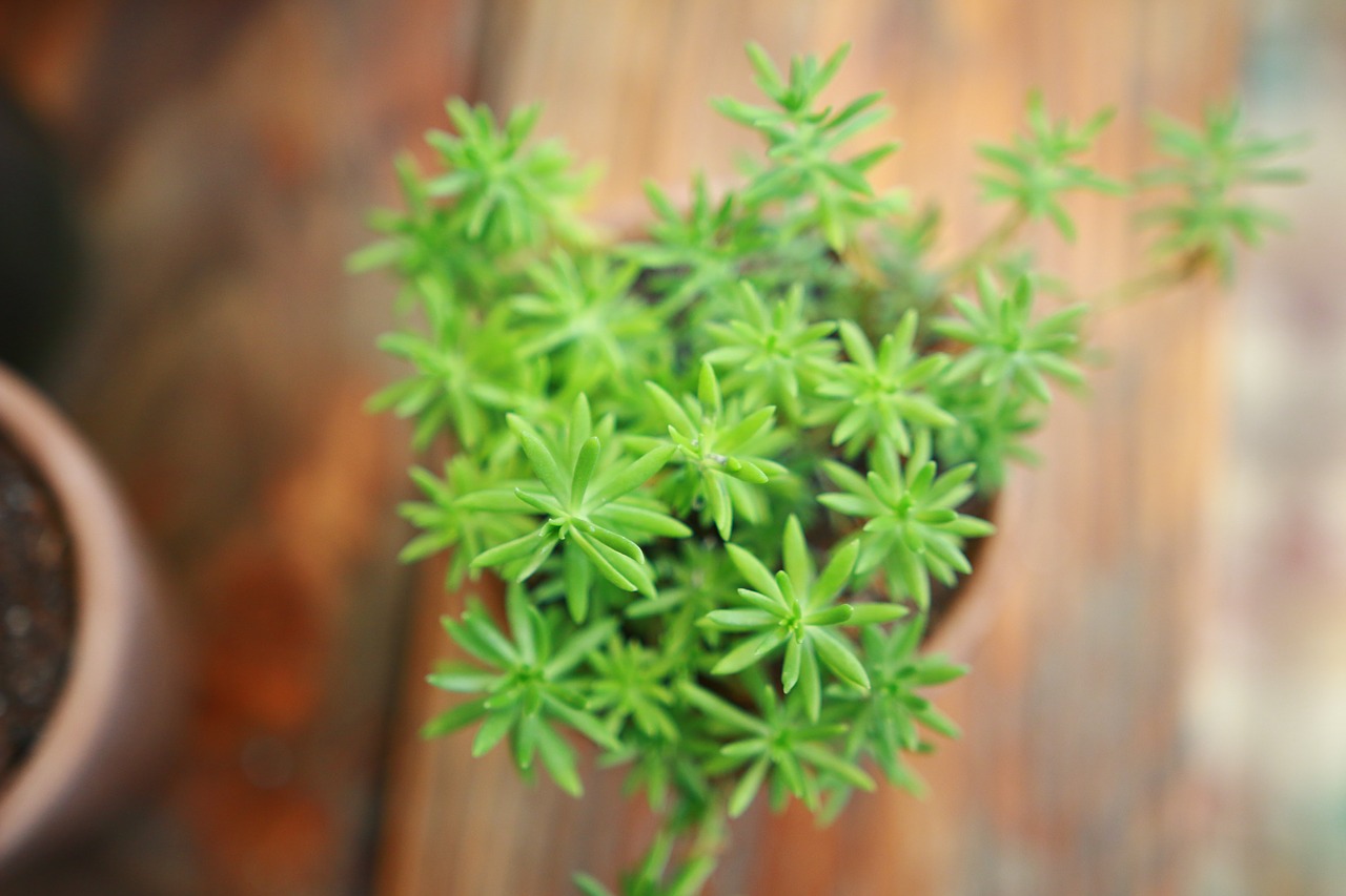 close-up macro plant free photo