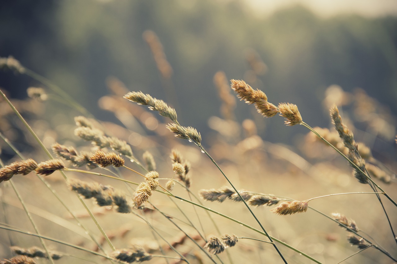 close-up field grass free photo