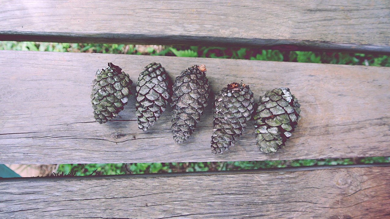 close-up conifer cones fir cones free photo