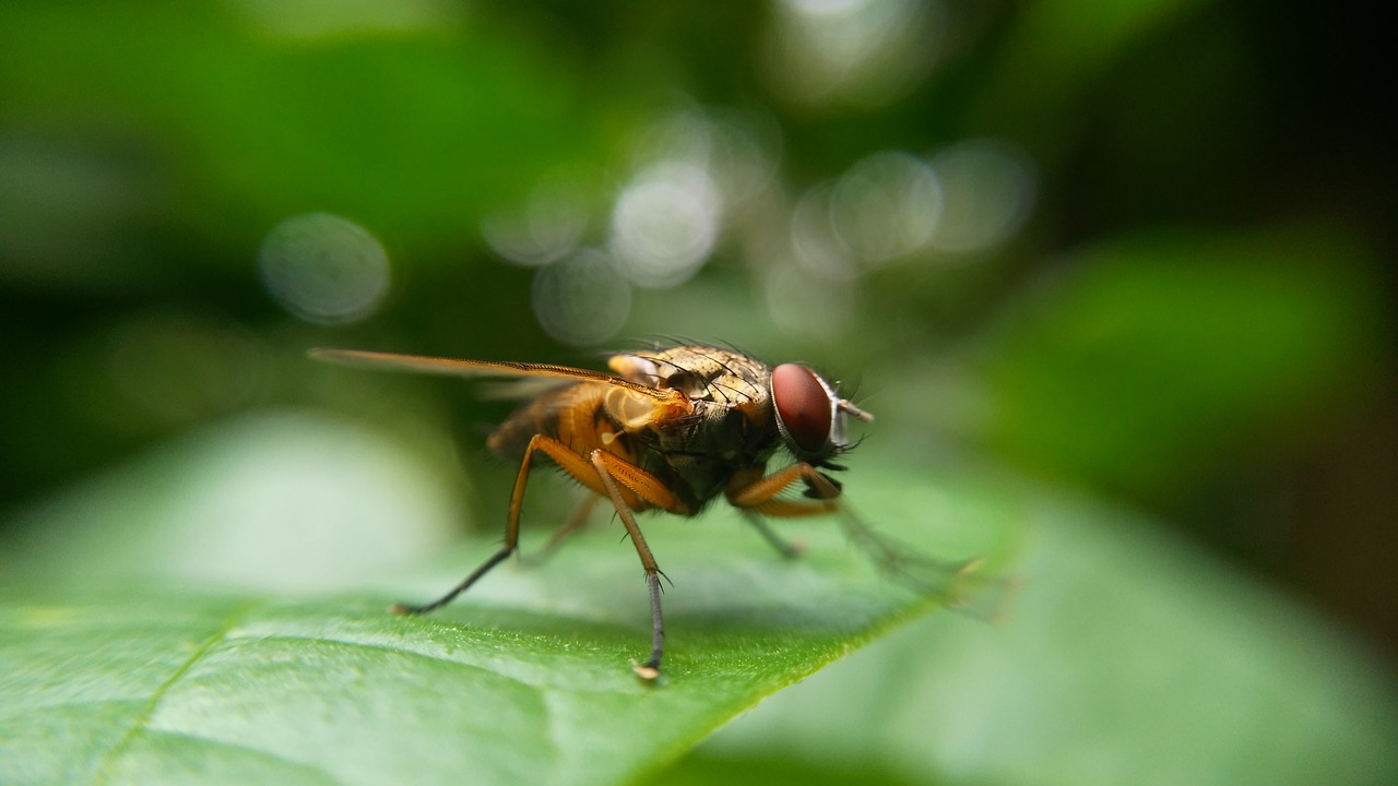 close-up insect macro free photo