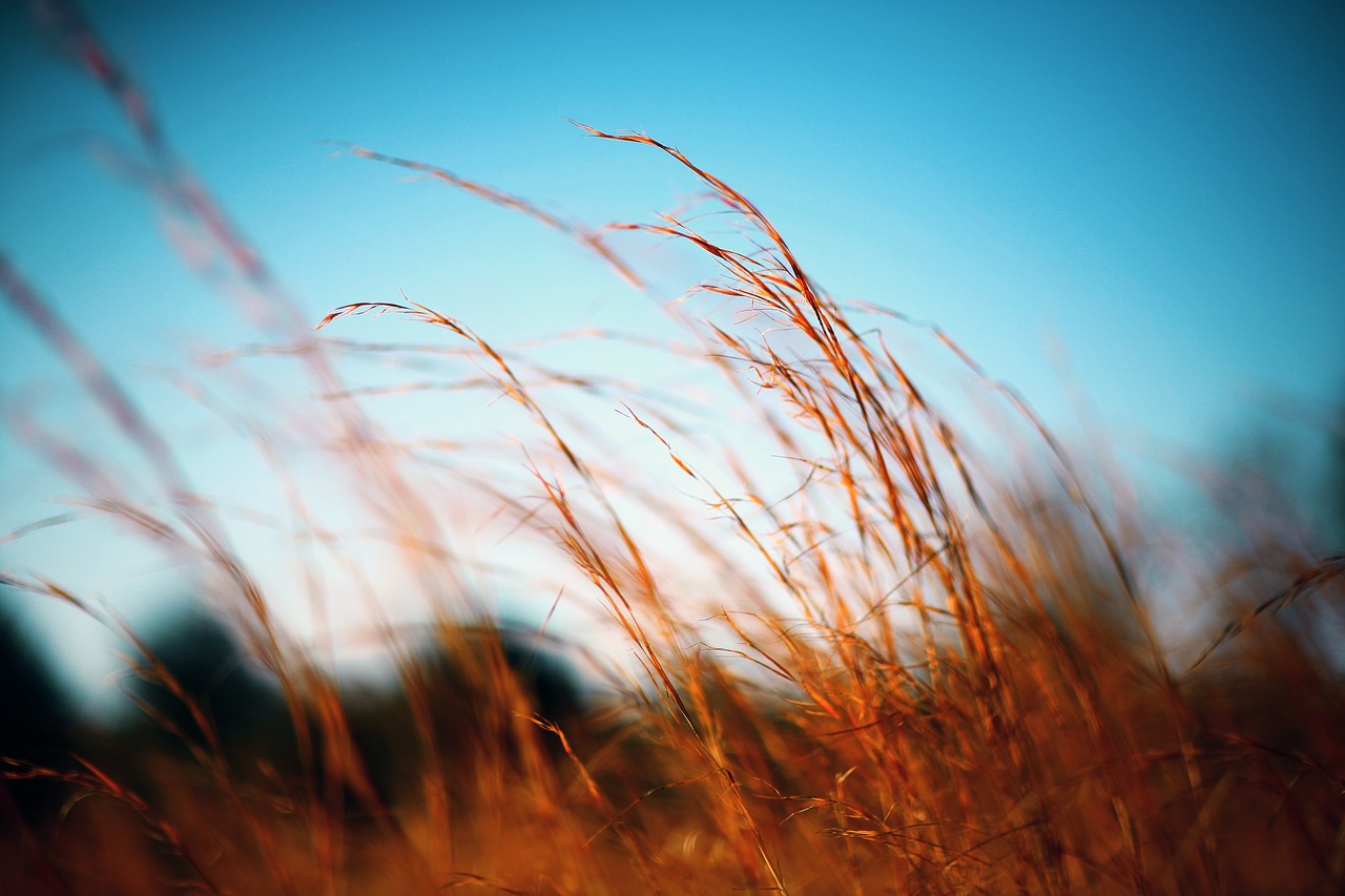 close-up field grass free photo