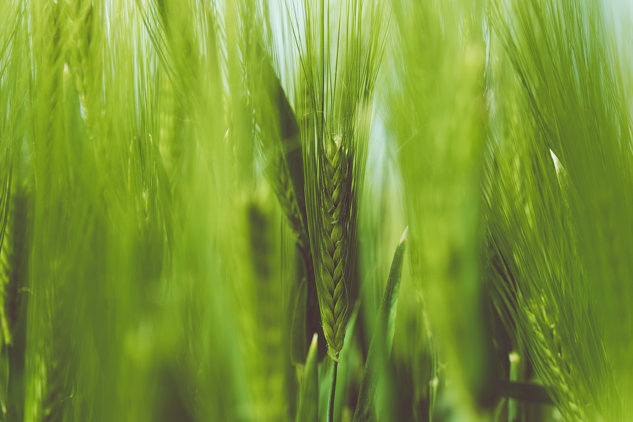 close-up grain grass free photo